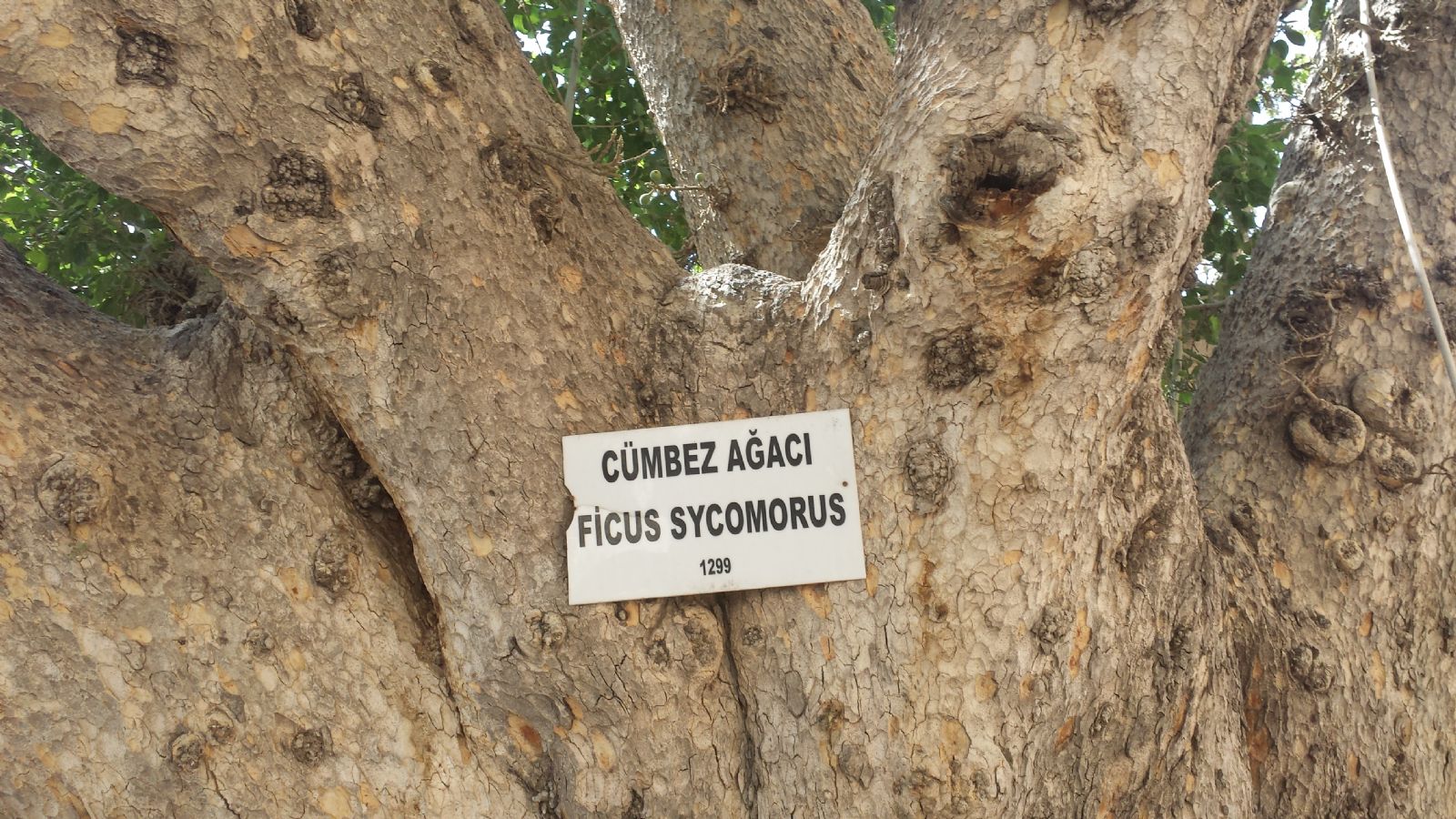 Gazi Mausa